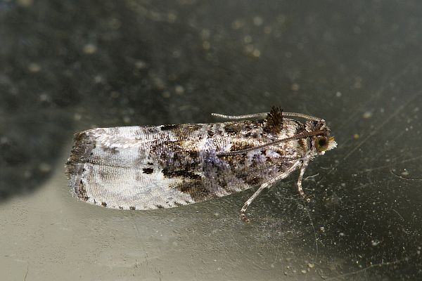 Apotomis turbidana