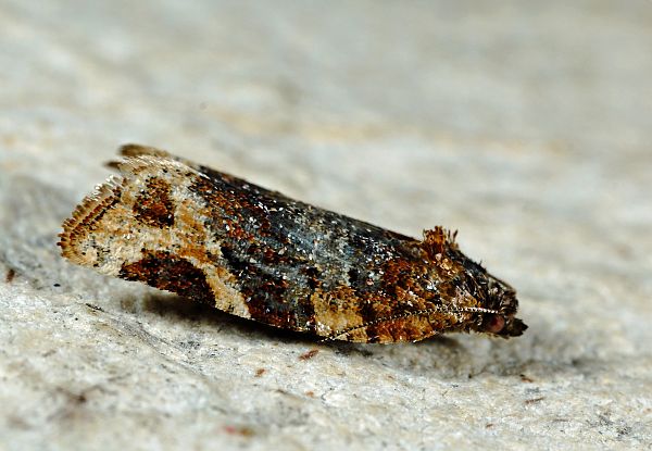 Argyrotaenia ljungiana