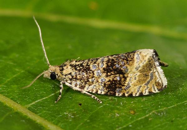 Celypha lacunana