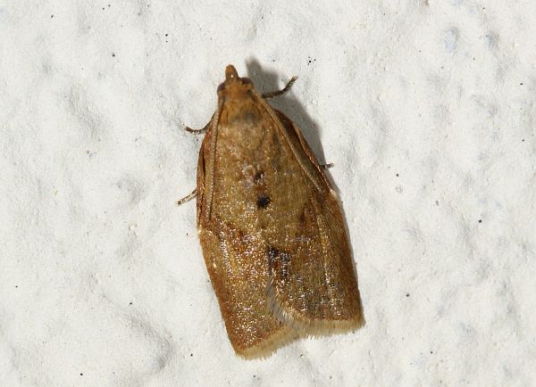 Clepsis consimilana