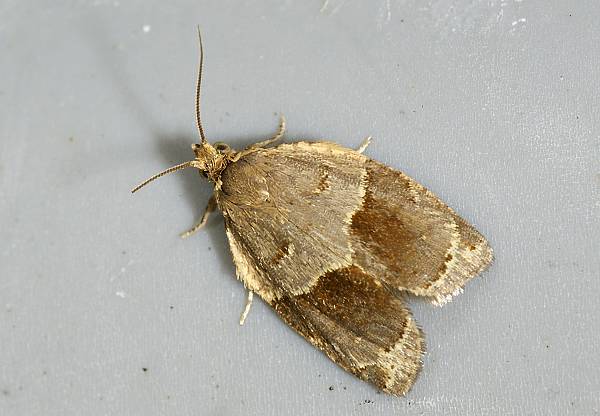 Clepsis dumicolana