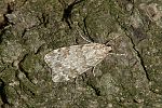 Cnephasia incertana