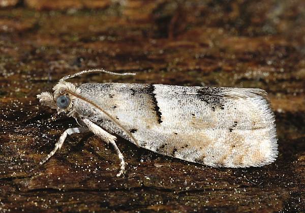 Epinotia bilunana