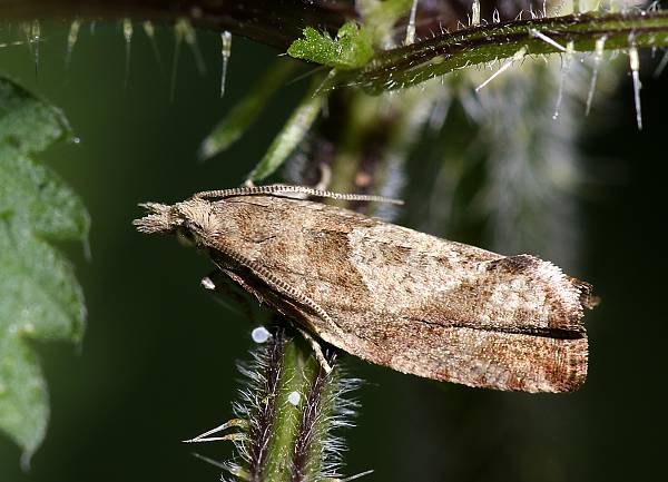 Epinotia maculana