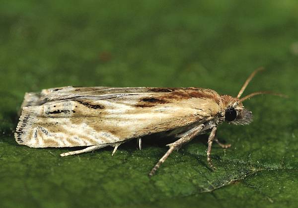 Eucosma cana