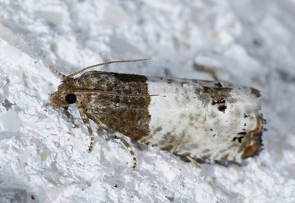 Gypsonoma aceriana