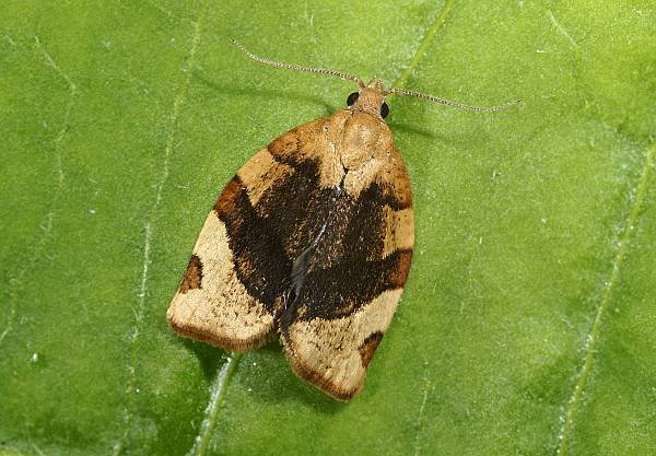 Pandemis cerasana