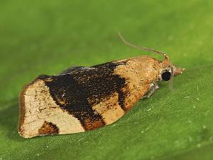 Pandemis cerasana