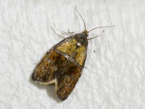 Ptycholoma lecheana