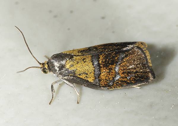 Ptycholoma lecheana