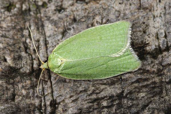 Tortrix viridana