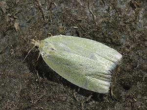 Tortrix viridana