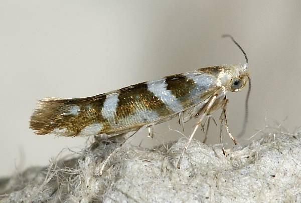 Argyresthia goedartella