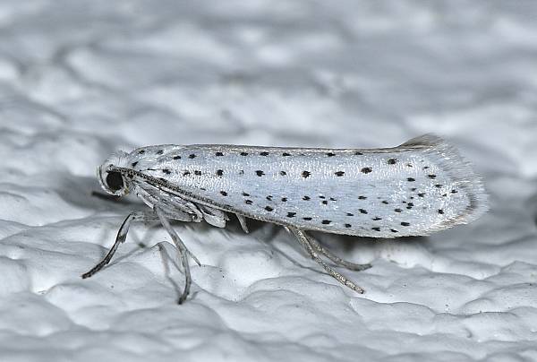 Yponomeuta evonymella