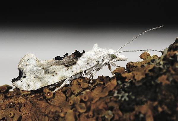 Ypsolopha asperella