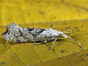 Ypsolopha asperella