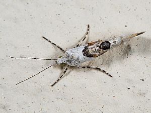 Ypsolopha asperella