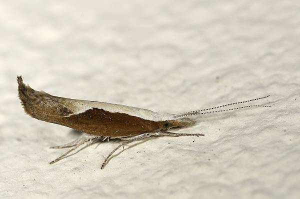 Ypsolopha dentella