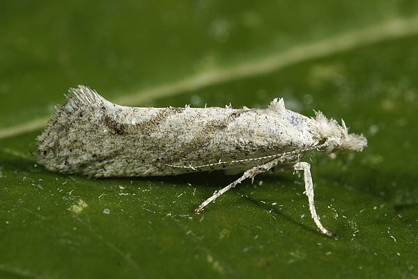 Ypsolopha persicella