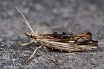 Ypsolopha scabrella