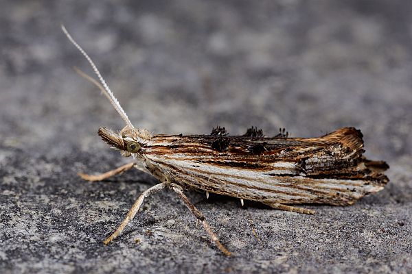 Ypsolopha scabrella