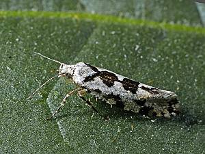 Ypsolopha sequella