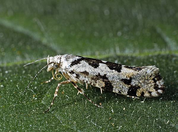 Ypsolopha sequella