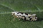 Ypsolopha sequella