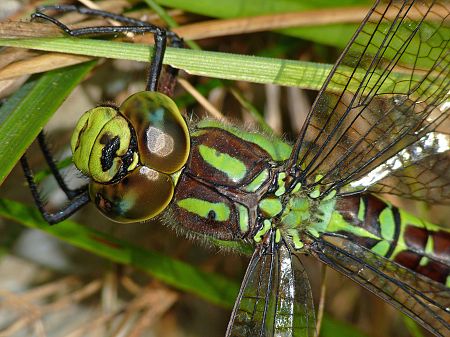 Aeshna cyanea