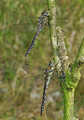 Aeshna mixta