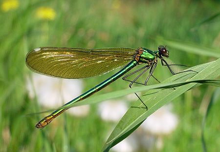 Calopteryx splendens