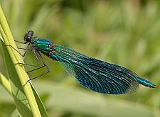 Calopteryx splendens