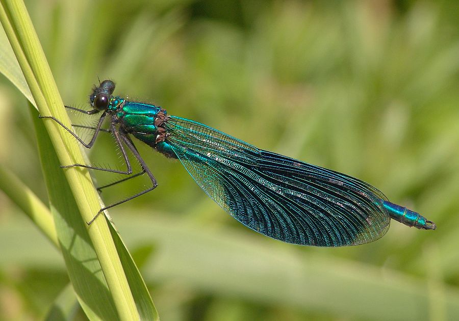 Calopteryx splendens