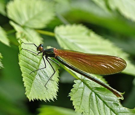 Calopteryx virgo W