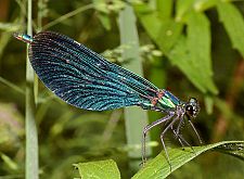 Calopteryx virgo