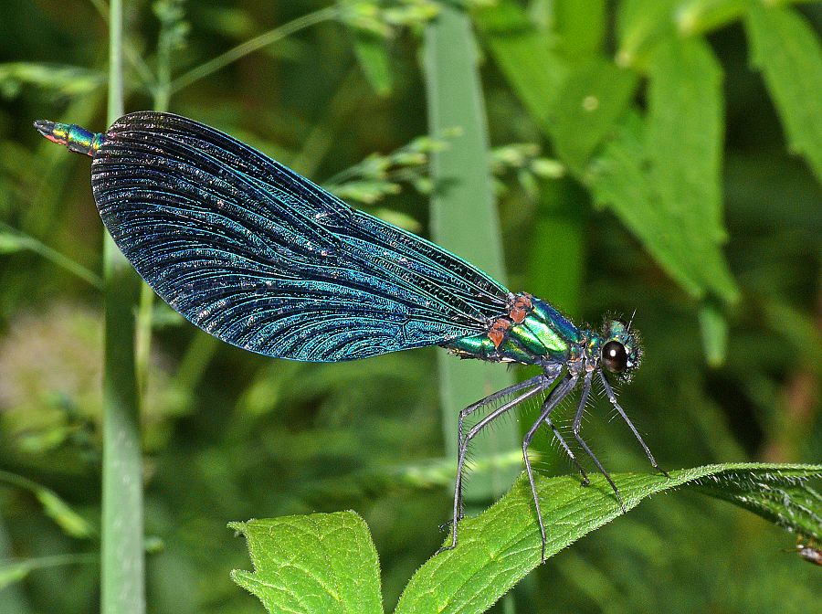 Calopteryx virgo