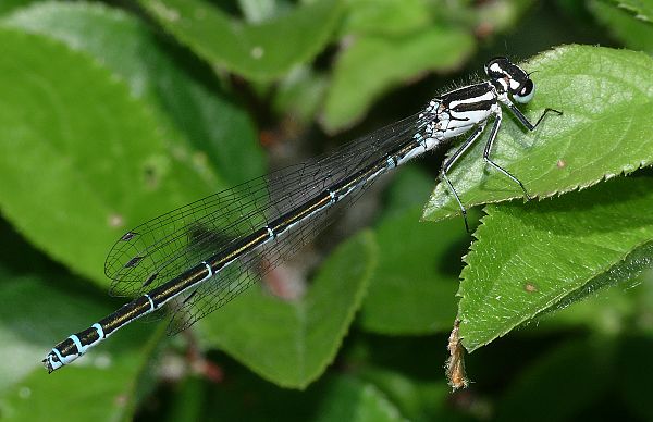 Coenagrion mercuriale