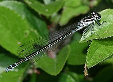 Coenagrion mercuriale