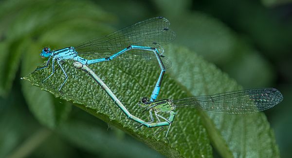 Coenagrion puella