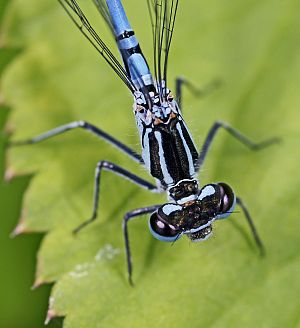 Coenagrion puella M