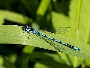 Coenagrion puella W