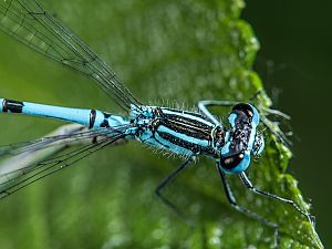 Coenagrion puella