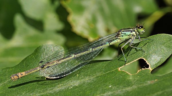 Coenagrion puella W