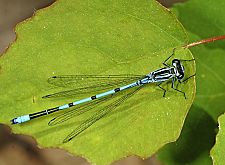 Coenagrion puella M