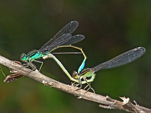 Ischnura elegans Kop