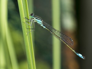 Ischnura elegans M