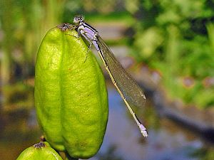 Ischnura elegans W