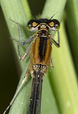 Ischnura pumilio