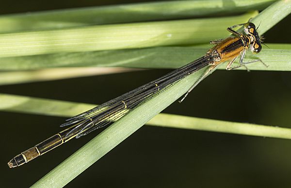 Ischnura pumilio