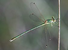 Lestes barbarus - Sdliche Binsenjungfer